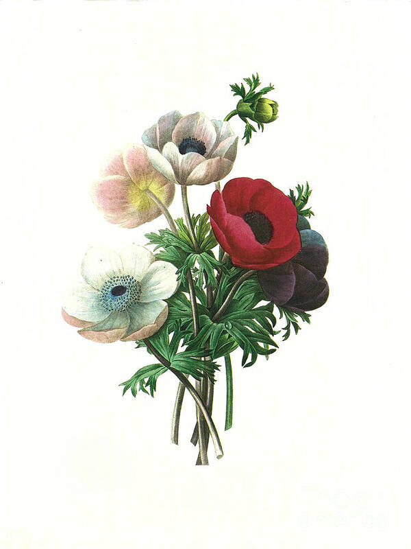 Artist Art Print featuring the digital art Flower Antique Illustration Anemone by Teobraga