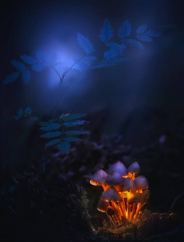 Mushrooms Art Print featuring the photograph Forest Lantern by Kirill Volkov