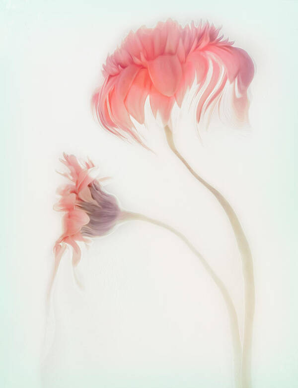 Flowers Art Print featuring the photograph Fragile Beauty by Gilbert Claes