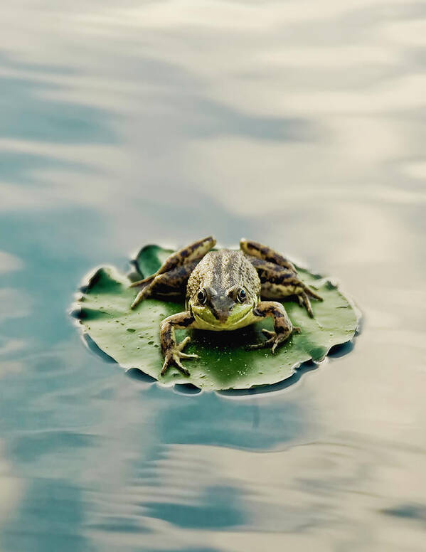 Tranquility Art Print featuring the photograph Frog On Lily Pad by Burazin