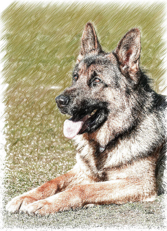 Portrait Art Print featuring the drawing German Shepherd Dog - DWP1350428 by Dean Wittle