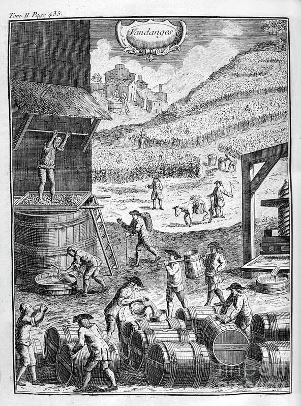 Working Art Print featuring the drawing Grape Harvest, 1775 by Print Collector