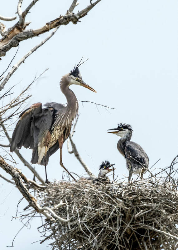 Stillwater Wildlife Refuge Art Print featuring the photograph Great Blue Heron Rookery 1 by Rick Mosher