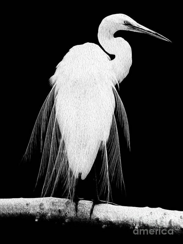 Digital Painting Art Print featuring the digital art Great Egret in Full Bloom I - L by Kenneth Montgomery