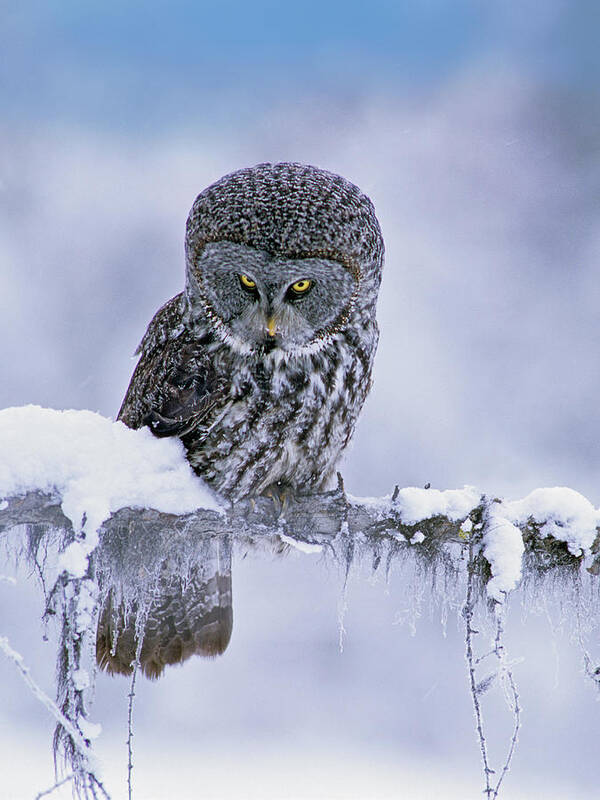00586269 Art Print featuring the photograph Great Gray Owl In Winter, North America by Tim Fitzharris