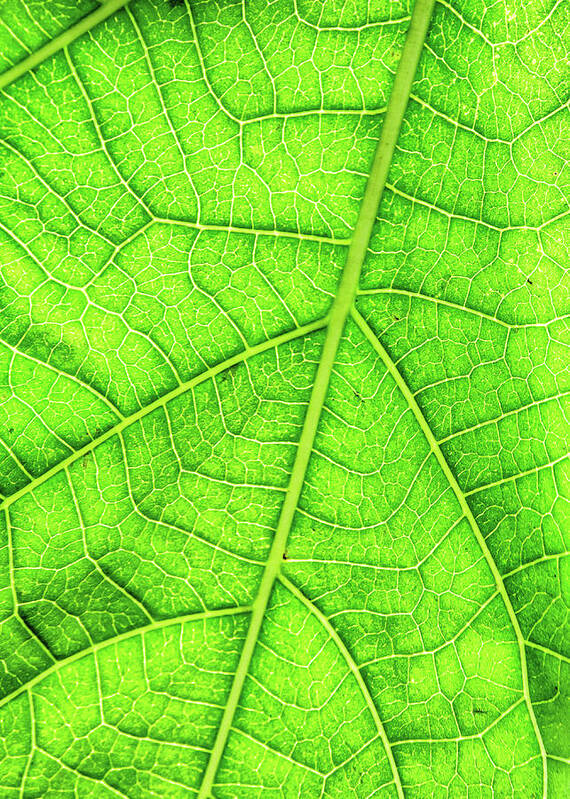 Outdoors Art Print featuring the photograph Green Leaf Veins Macro by Www.imagesbyhafiz.com