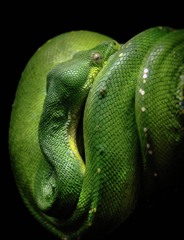 Snakes Art Print featuring the photograph Green Tree Boa by Elaine Malott