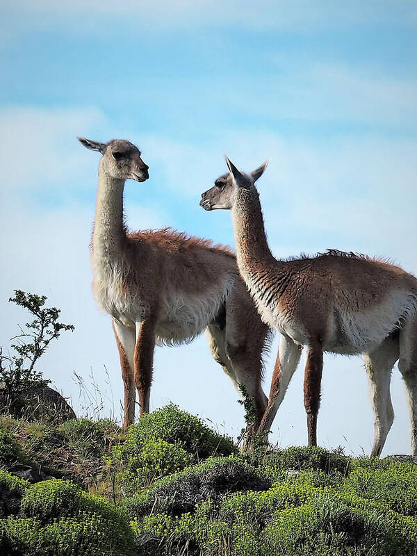 Guanaco Art Print featuring the photograph 2 Guanacos on the Patagonia Plains by Leslie Struxness