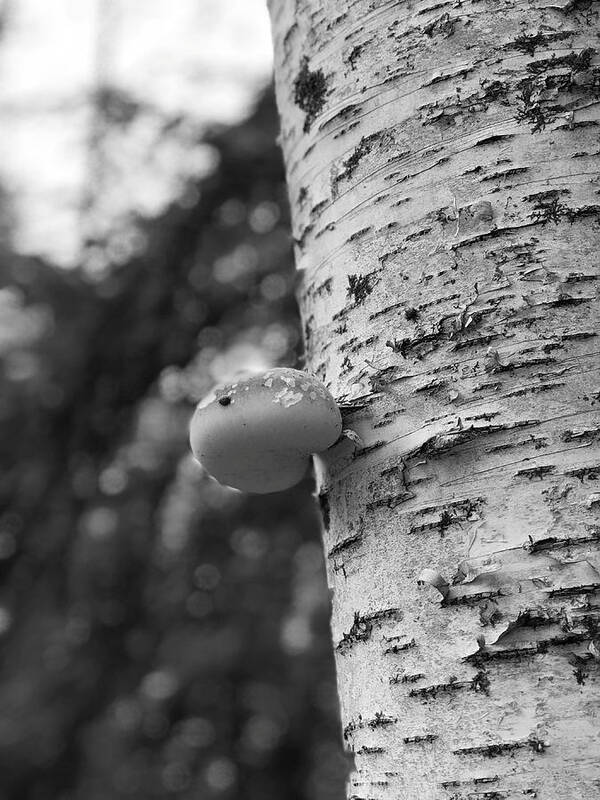 Birch Tree Art Print featuring the photograph Heart on a Tree by Tom Johnson