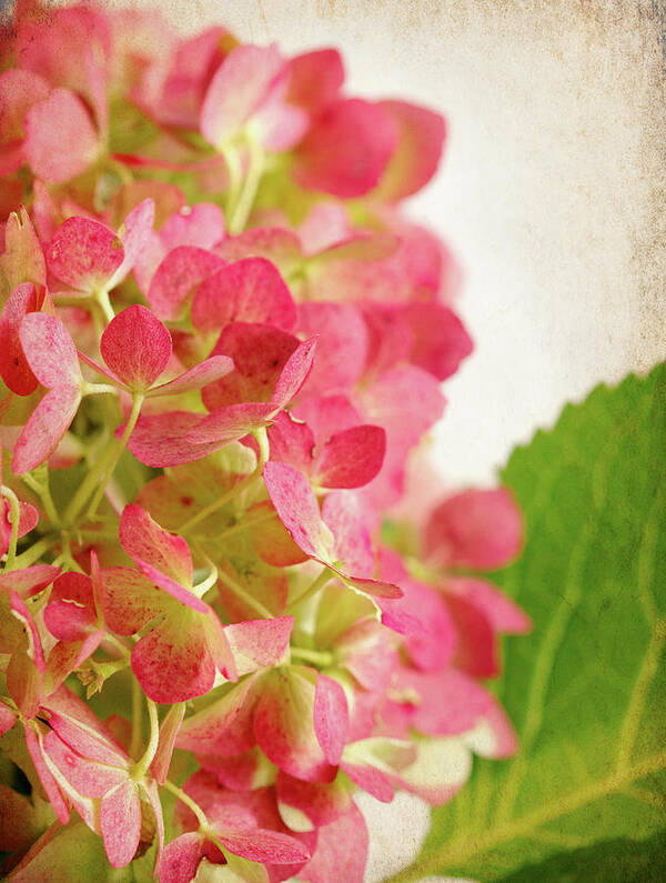 Hydrangea 5 Art Print featuring the photograph Hydrangea 5 by Jessica Rogers