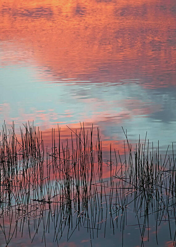 Pond Reflections Art Print featuring the photograph Inspiration For A Snowbird by Kathi Mirto