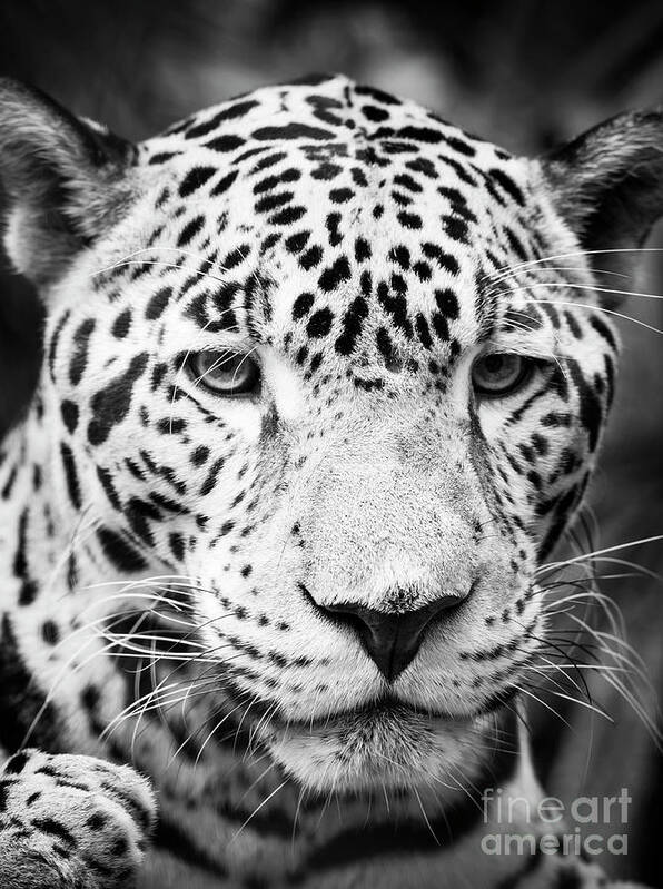Black And White Art Print featuring the photograph Jaguar Cat Portrait Black and White by THP Creative