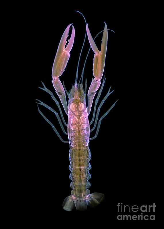 Langoustine Art Print featuring the photograph Langoustine by D. Roberts/science Photo Library