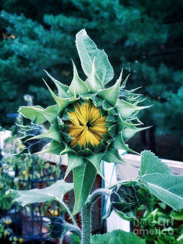 Sunflower Art Print featuring the photograph Late Bloomer by Mary Capriole