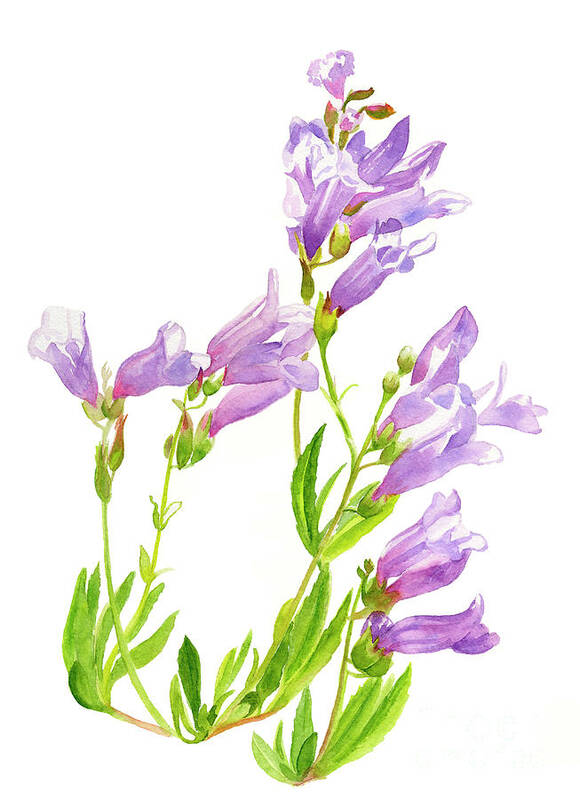 Penstemon Art Print featuring the painting Lavender Penstemon Wildflowers by Sharon Freeman
