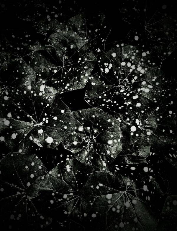 Leaves
Plant
Nature
Botany
Garden
Spots
Abstract Art Print featuring the photograph Leaf Snowstorm by Elizabeth Allen