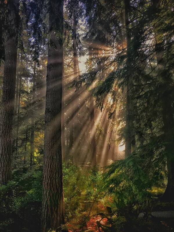Forest Art Print featuring the photograph Let There Be Light by Jerry Abbott