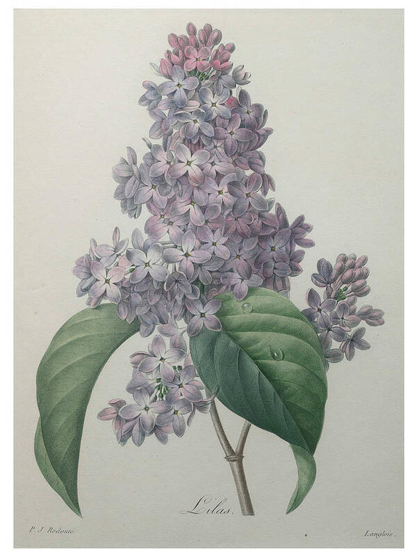 Redoute Art Print featuring the painting Lilacs by Pierre-Joseph Redoute