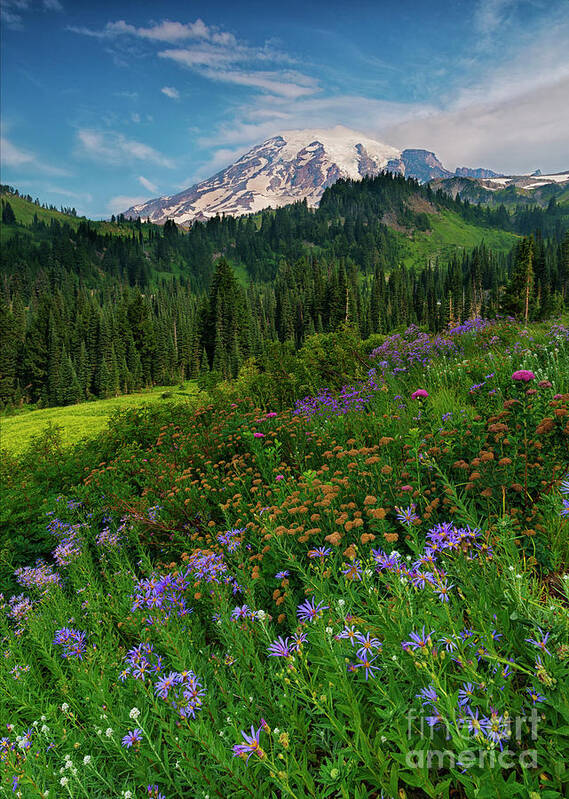 Rainier Art Print featuring the photograph Majestic Color by Michael Dawson