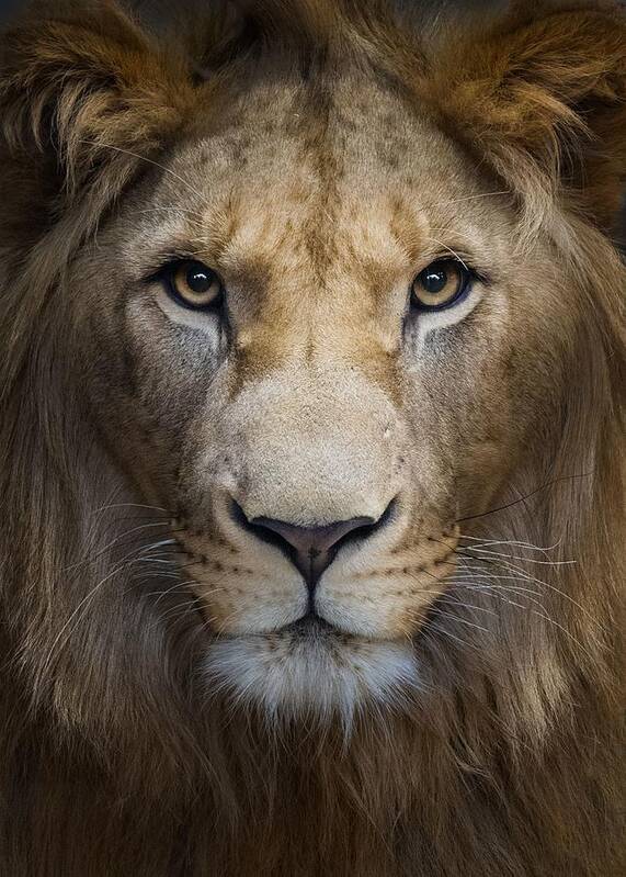 Lion Art Print featuring the photograph Majestic by Nadav Jonas