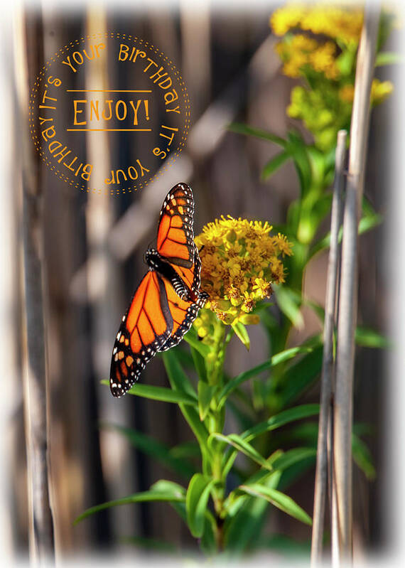 Monarch Art Print featuring the photograph Monarch Birthday Card by Cathy Kovarik