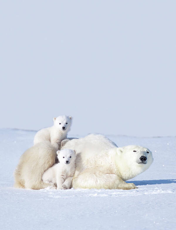 Bear Cub Art Print featuring the photograph Mother Polar Bear With Cubs, Canada by Art Wolfe