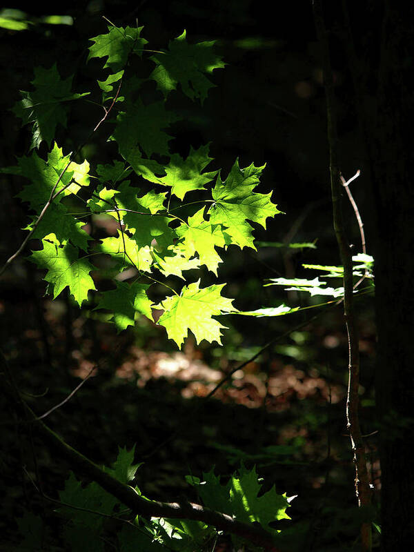 Natural Detail 8 Art Print featuring the photograph Natural Detail 8 by Cw Hetzer