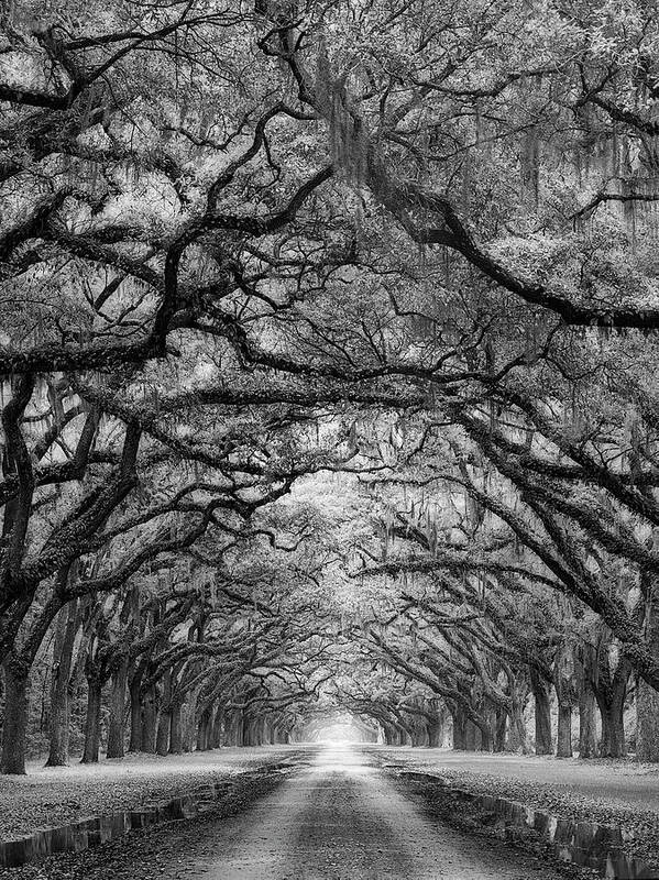 Trees Art Print featuring the photograph Oaks Avenue 2 Bw by Moises Levy