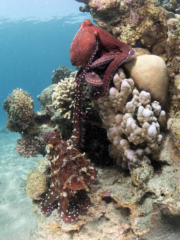 Underwater Art Print featuring the photograph Octopus Mating by Ilan Ben Tov