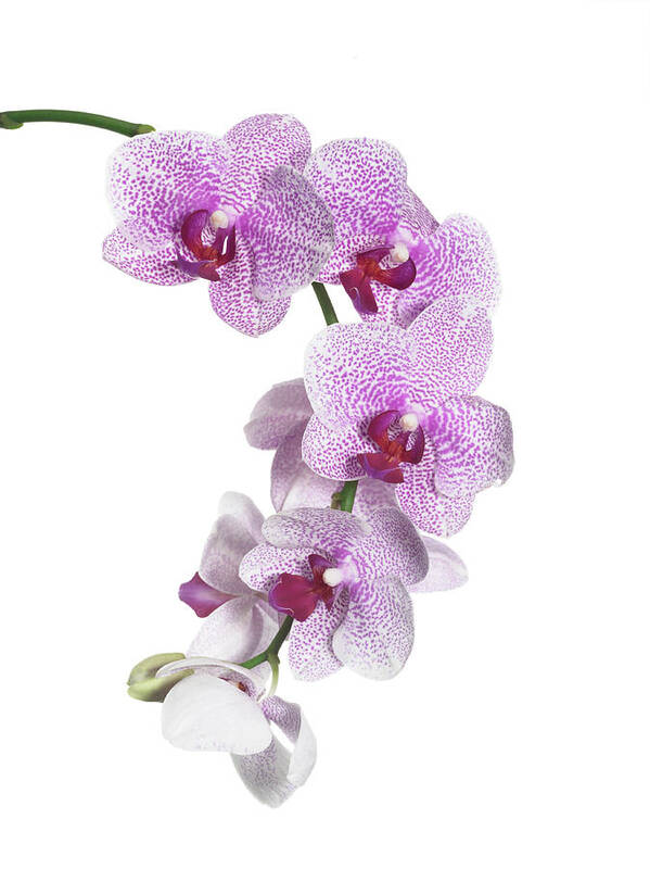 White Background Art Print featuring the photograph Orchid On Stem by Jonathan Kantor