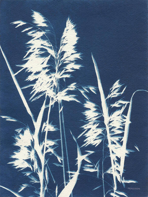 Blue Art Print featuring the photograph Ornamental Grass Vi by Kathy Ferguson