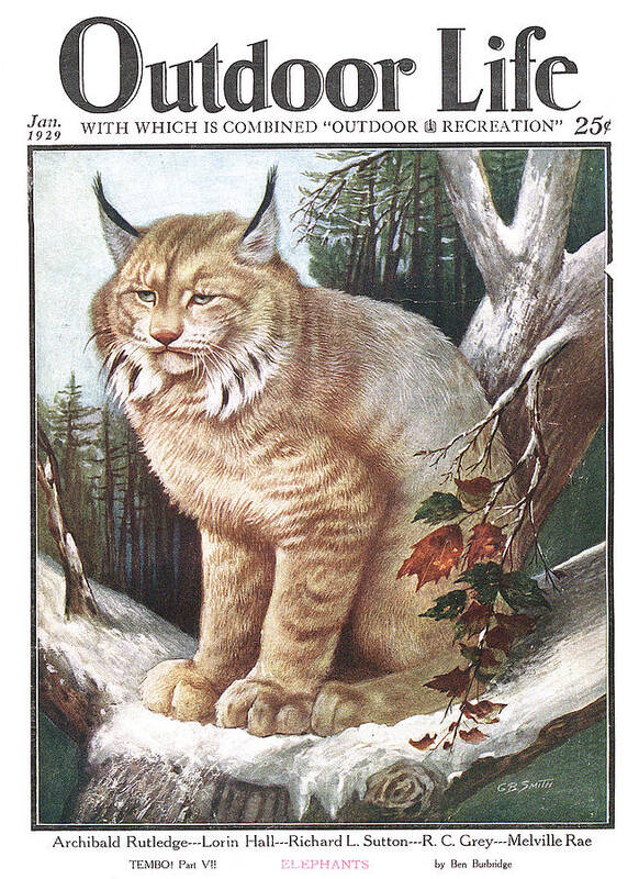 Bobcat Art Print featuring the drawing Outdoor Life Magazine Cover January 1929 by Outdoor Life