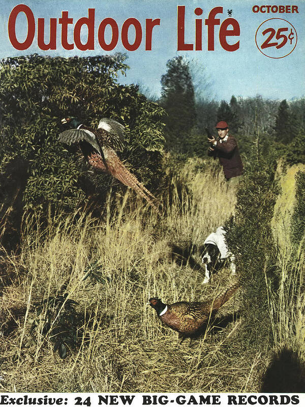 Pheasant Hunting Art Print featuring the drawing Outdoor Life Magazine Cover October 1952 by Outdoor Life