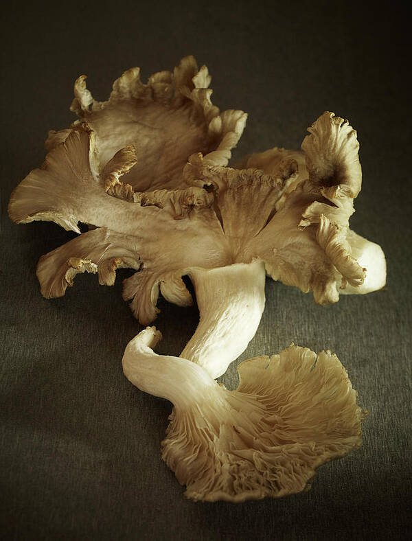 Edible Mushroom Art Print featuring the photograph Oyster Mushrooms Still Life by Carin Krasner