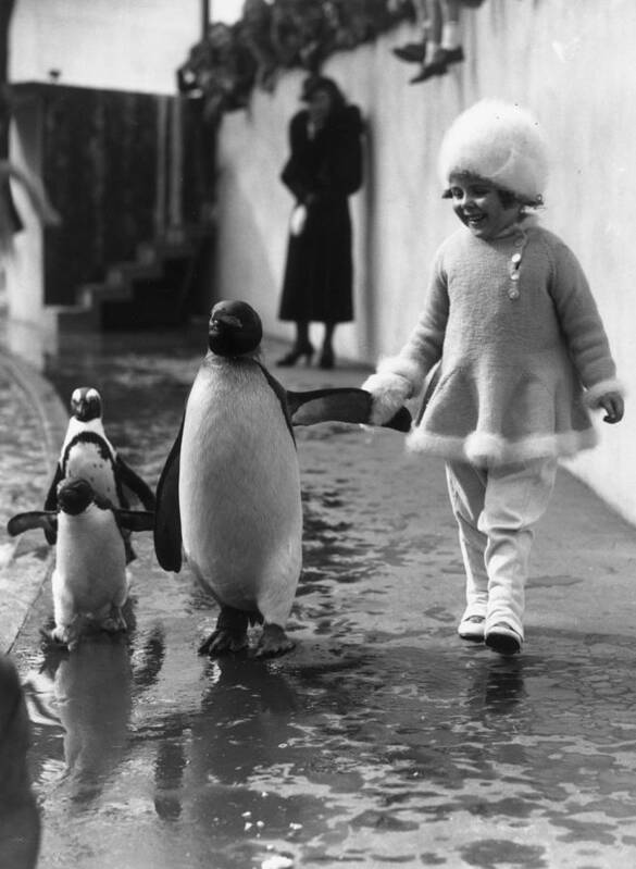 Child Art Print featuring the photograph Penguin And Friend by Fox Photos