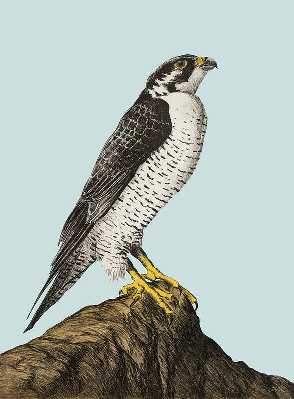 Peregrine Falcon Art Print featuring the drawing Peregrine Falcon by Hans Egil Saele