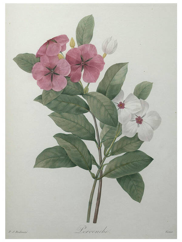 Redoute Art Print featuring the painting Perriwinkle by Pierre-Joseph Redoute