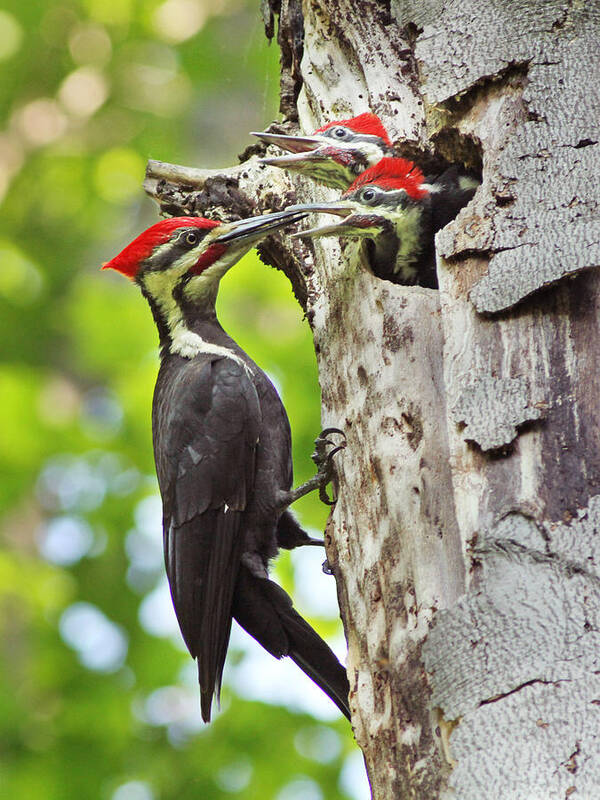 Nature Art Print featuring the photograph Pileated Woodpecker by Mircea Costina