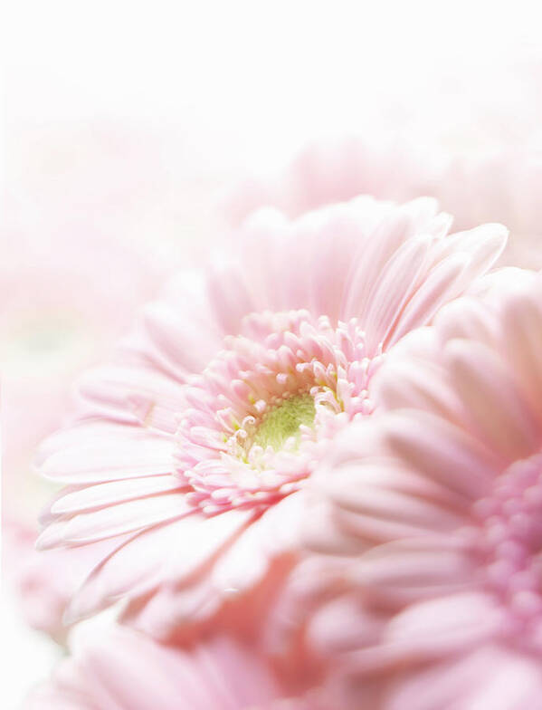 Chrysanthemum Art Print featuring the photograph Pink Chrysanthemum by Stuart Minzey