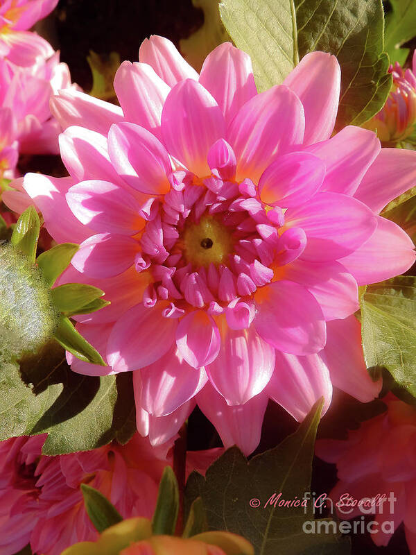 Dahlia Flowers Art Print featuring the photograph Pink Flower No. 32 by Monica C Stovall