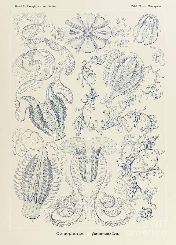 Ernst Haeckel Art Print featuring the drawing Plate 27 Hormiphora Ctenophorae By Ernst Haeckel by Ernst Haeckel