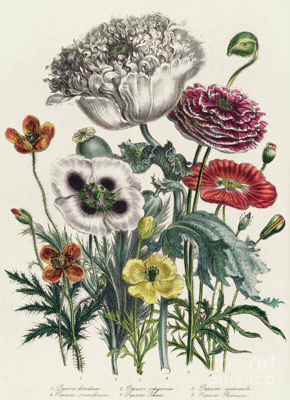 Poppy Art Print featuring the drawing Poppies, plate iv from The Ladies' Flower Garden, published in 1842 by Jane Loudon