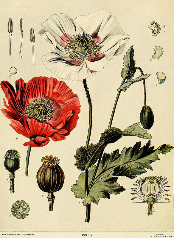 Poppy Art Print featuring the painting Poppy by Unknown