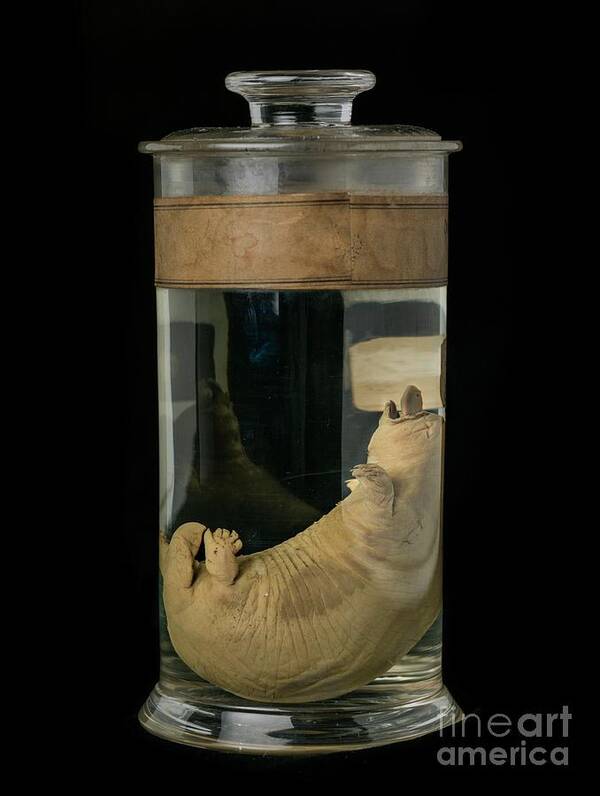 Mammal Art Print featuring the photograph Preserved Platypus Specimen by Natural History Museum, London/science Photo Library