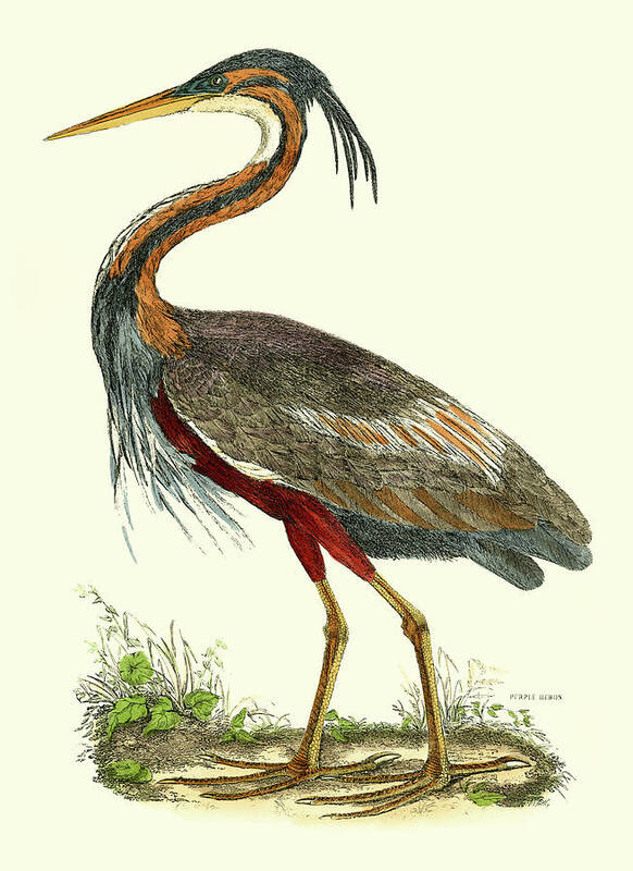 Botanical & Floral Art Print featuring the painting Purple Heron by John Selby