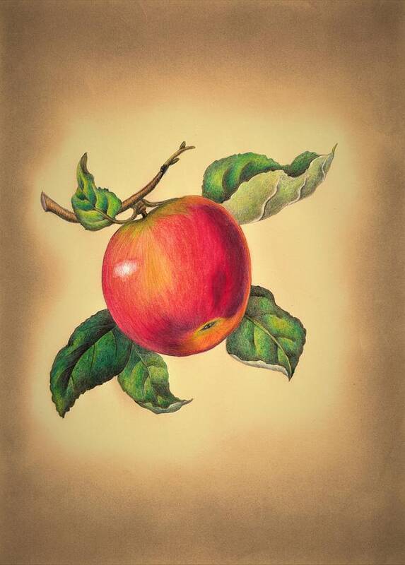 Apple Art Print featuring the drawing Red apple by Tara Krishna