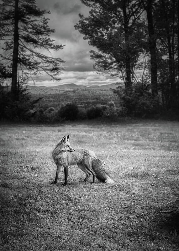 Fox Art Print featuring the photograph Red Fox In Black and White by Bob Orsillo