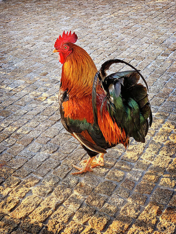 Rooster Art Print featuring the photograph Rooster Strut by Jill Love