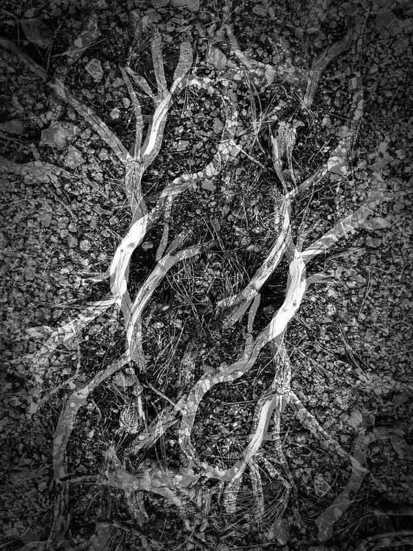 B&w Art Print featuring the photograph Roots by JustJeffAz Photography