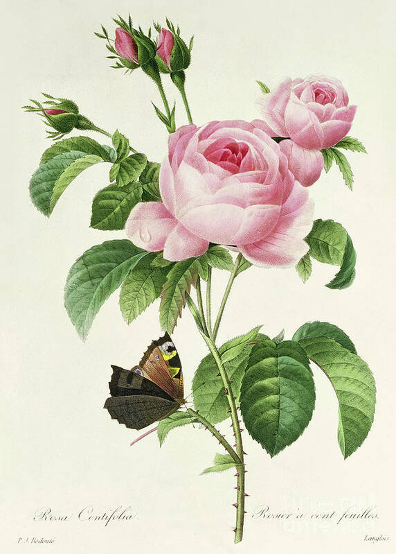 Redoute Art Print featuring the painting Rosa Centifolia vintage Botanical Print by Redoute by Pierre Joseph Redoute